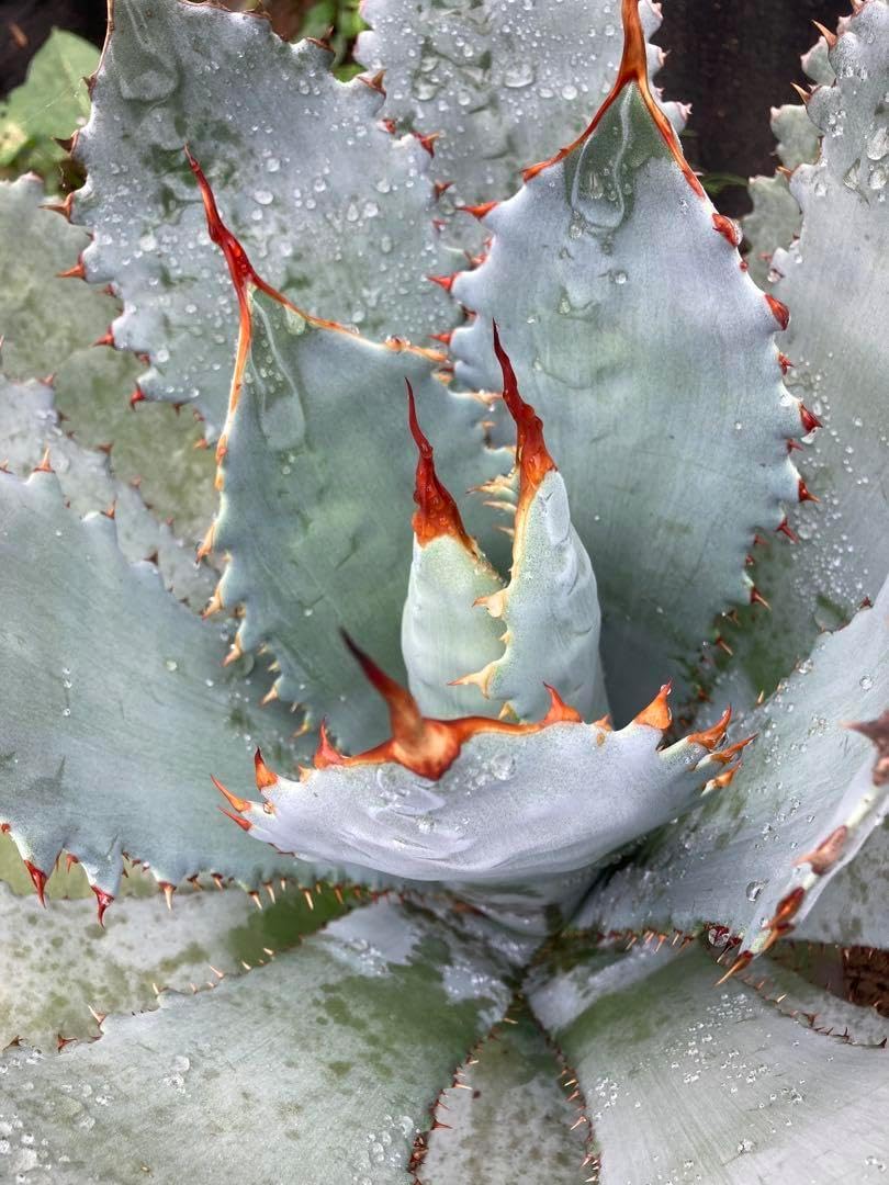 耐寒性アガベ グアダラハラナ青白特大株◇ドライガーデン多肉サボテン